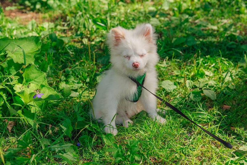 white puppy