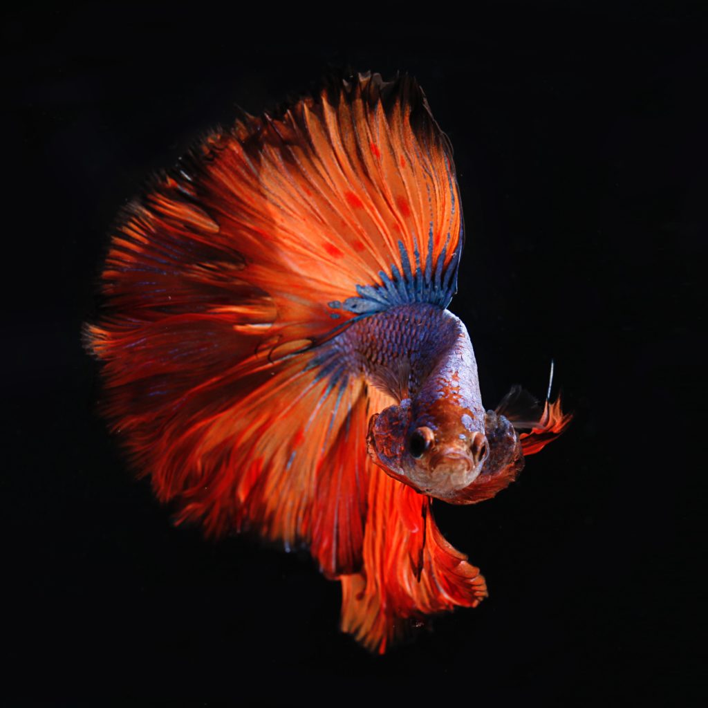 types of bette fish