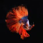 types of bette fish
