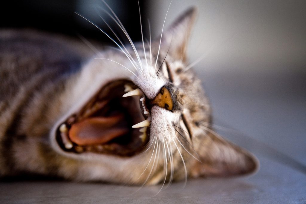 cat toothbrush