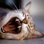 cat toothbrush