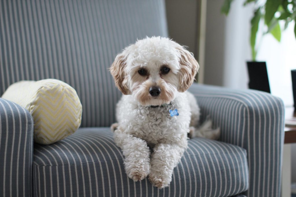 pet friendly home