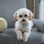 pet friendly home