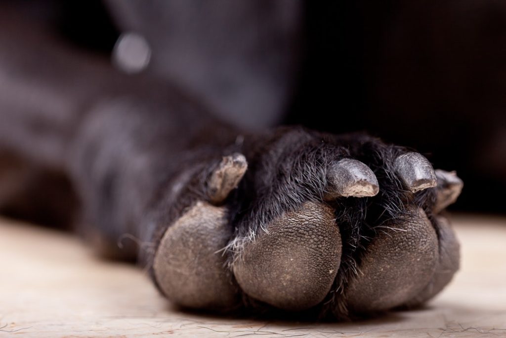 how to trim dog nails that are overgrown