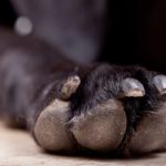 how to trim dog nails that are overgrown