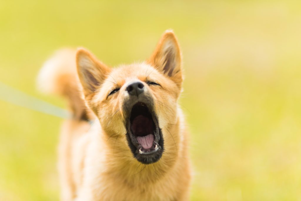 bark collar