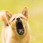 bark collar