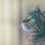 foods cats can't eat