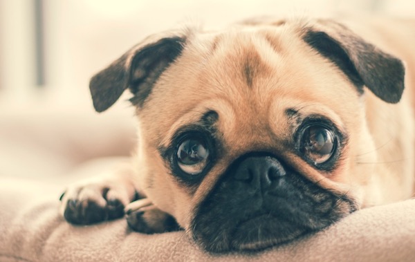 dog won't listen