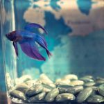 betta fish care