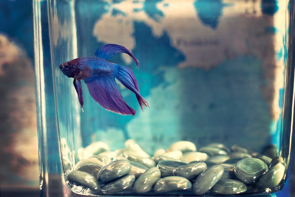 betta fish care