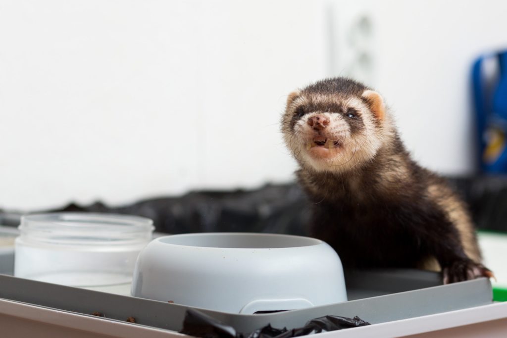 ferret food