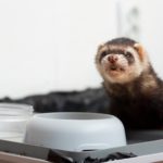 ferret food