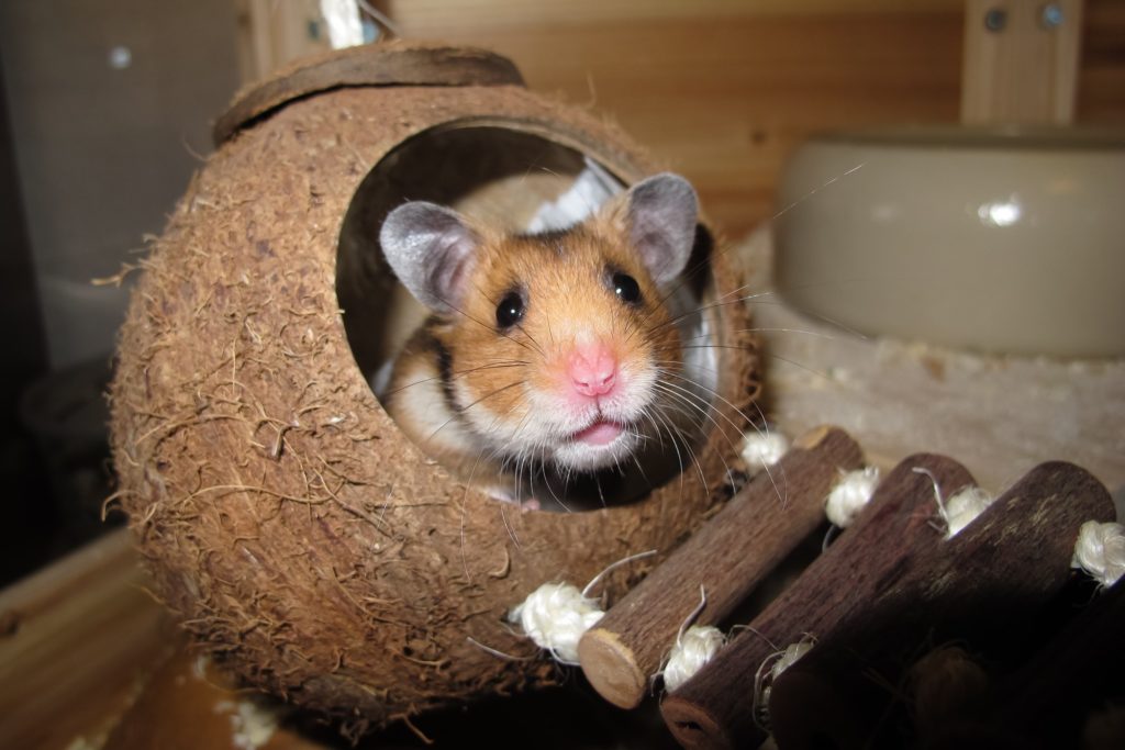 hamster care guide
