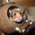 hamster care guide