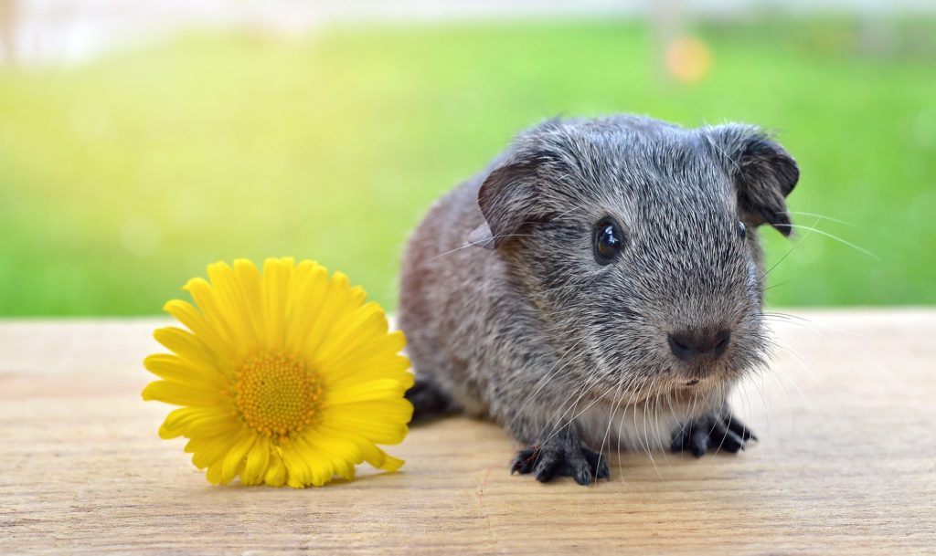 guinea pigs as pets