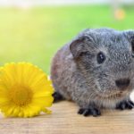 guinea pigs as pets