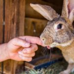 indoor rabbit hutch