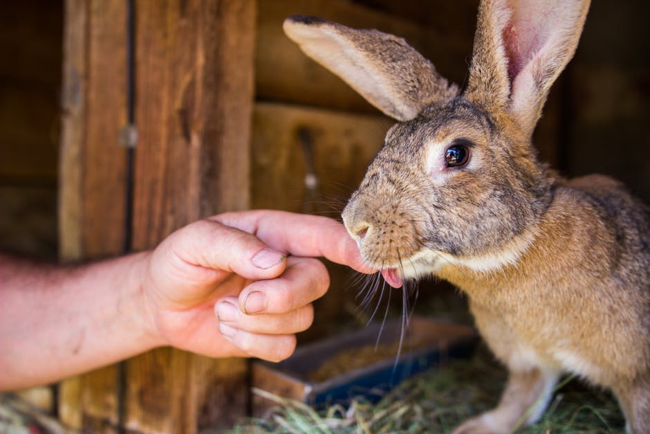 indoor rabbit hutch