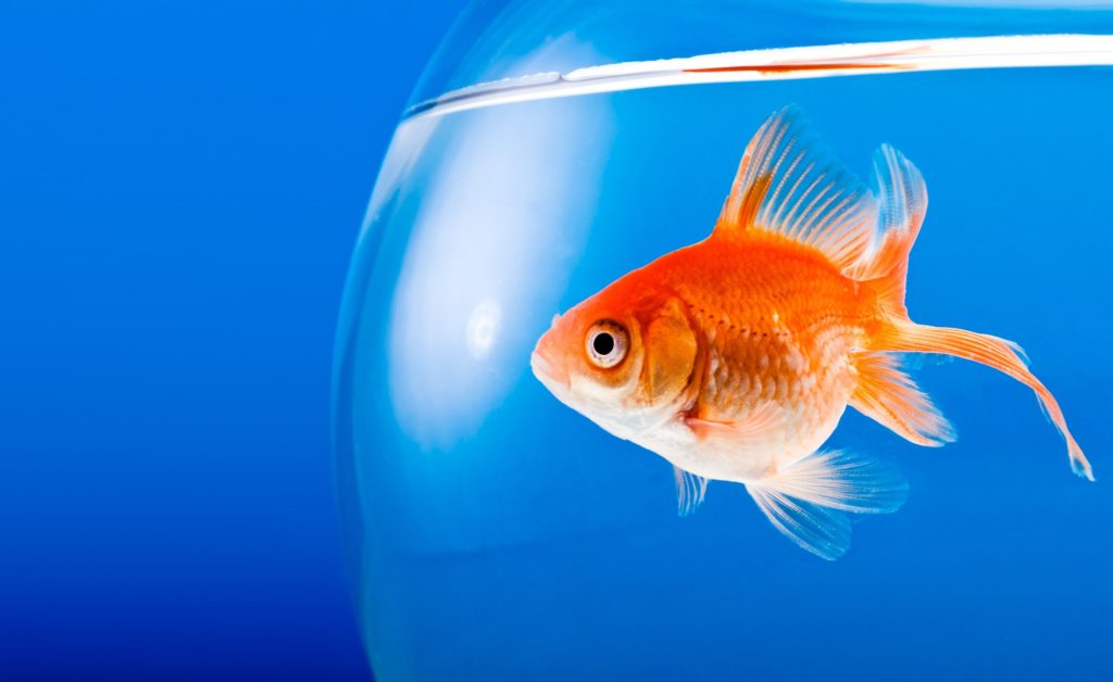 lifespan of a goldfish