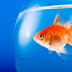lifespan of a goldfish