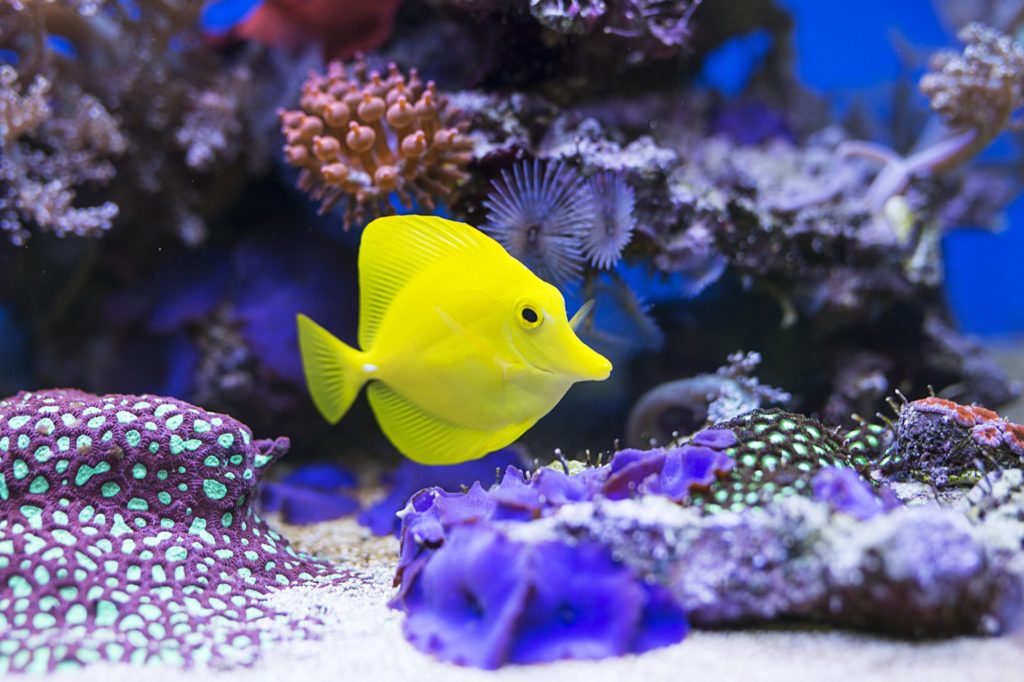 saltwater fish