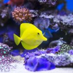 saltwater fish