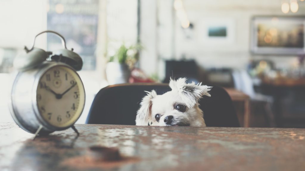 small dog breeds