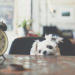 small dog breeds