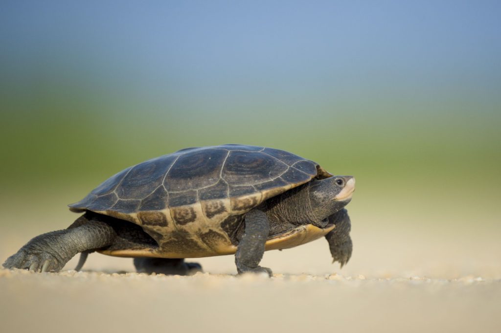 what do turtles eat