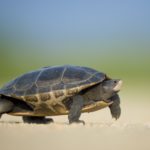 what do turtles eat