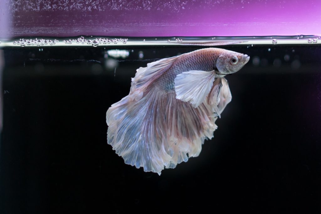 aquarium cleaning