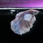aquarium cleaning