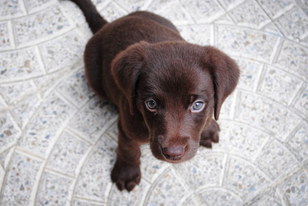 how to raise a puppy