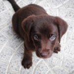 how to raise a puppy