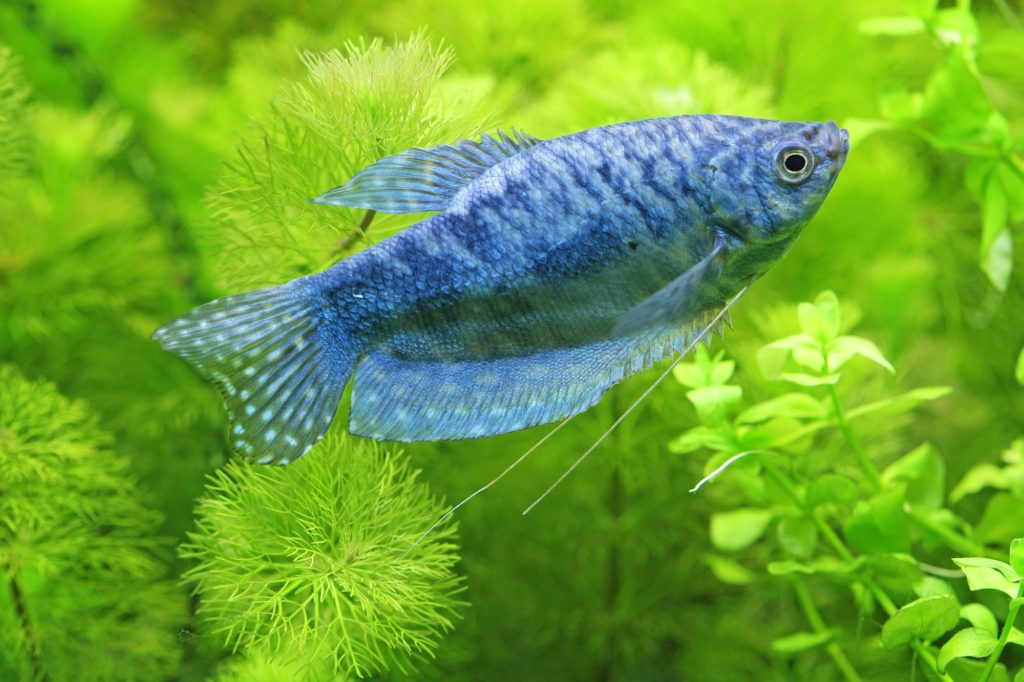 fish as pets