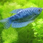 fish as pets