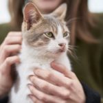 tips for new cat owners
