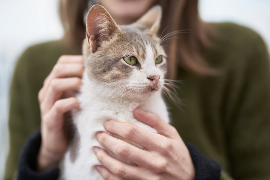 tips for new cat owners
