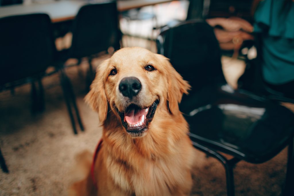 myths about dogs
