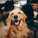 myths about dogs