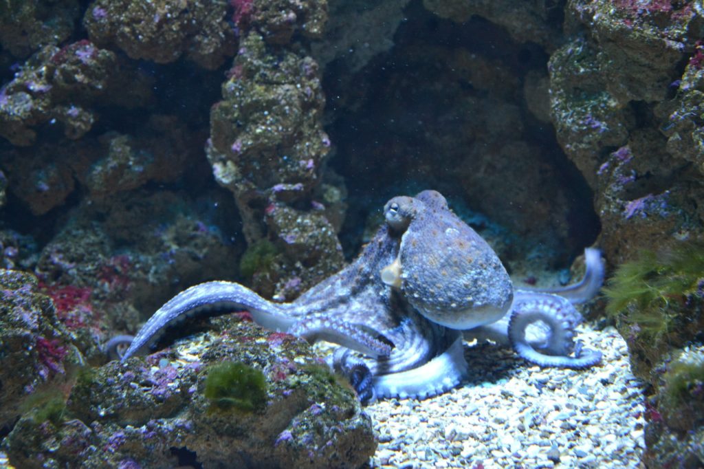pet octopus