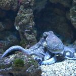 pet octopus