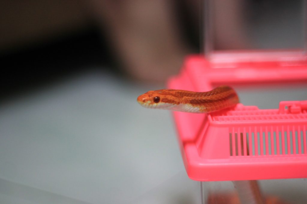 snake care