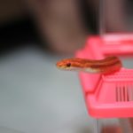 snake care