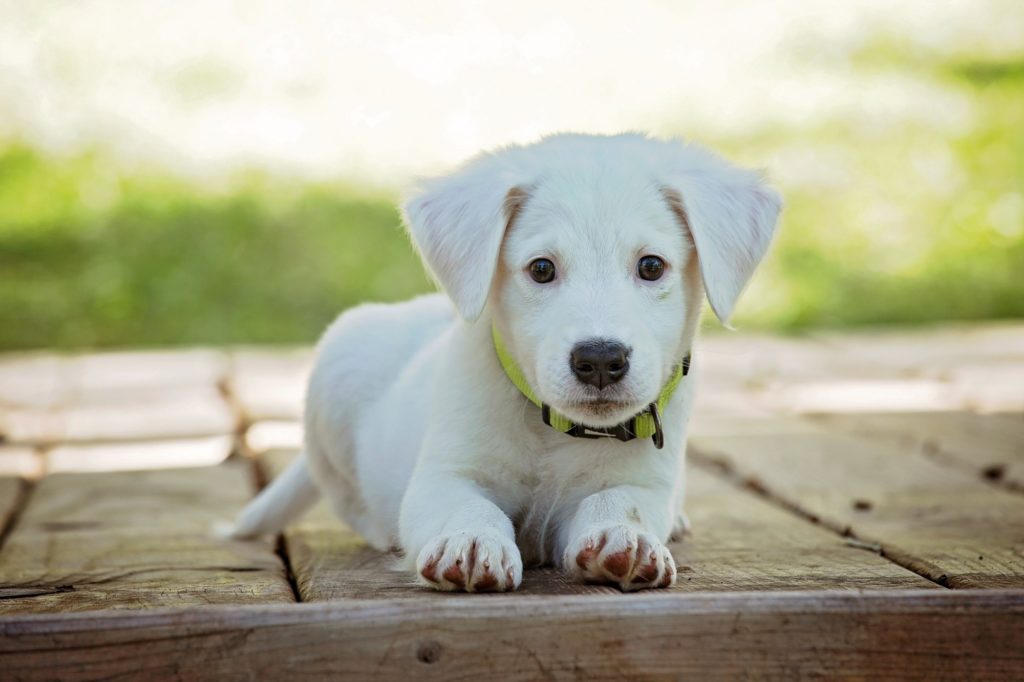 smartest pets to own