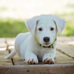 smartest pets to own