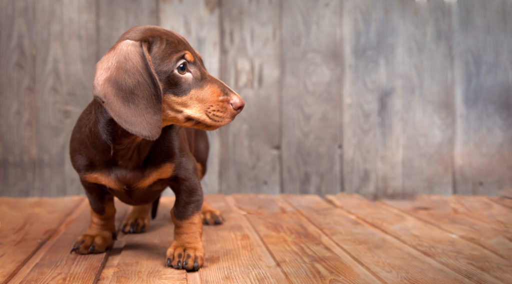 how to find a puppy