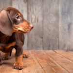 how to find a puppy