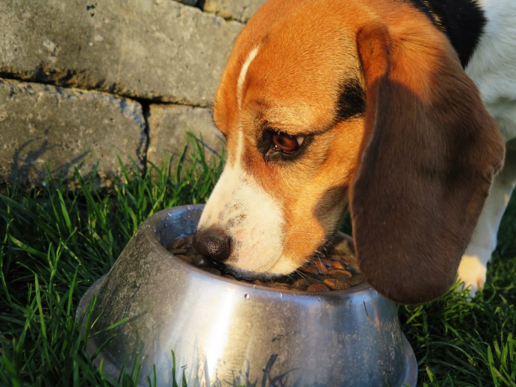 types of dog food